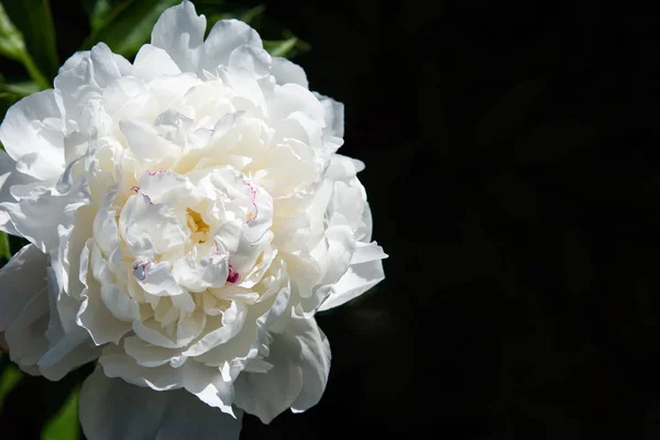 Λευκή Παιωνία Λουλούδι Σκοτεινό Φόντο Μακρο Φωτογραφία Χαμηλό Βάθος Πεδίου — Φωτογραφία Αρχείου