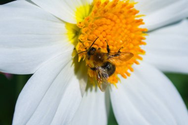 Beyaz georgina üzerinde arı bir çiçek tozlaşma. Arı yakın çekim.