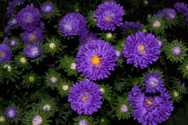 Asters çiçekleri. Bahçede mor çiçekler açar. Buket asters. Çiçekler kapanır. Yumuşak odaklama.