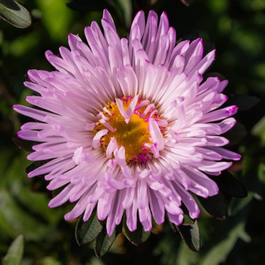 Asters çiçekleri. Asters bahçede çiçek açar. Çiçekler yakın. Yumuşak odaklama.