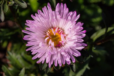 Asters çiçekleri. Asters bahçede çiçek açar. Çiçekler yakın. Yumuşak odaklama.