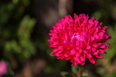 Asters çiçekleri. Pembe çiçek aster yakın. Yumuşak odak. Kopyalama alanı.