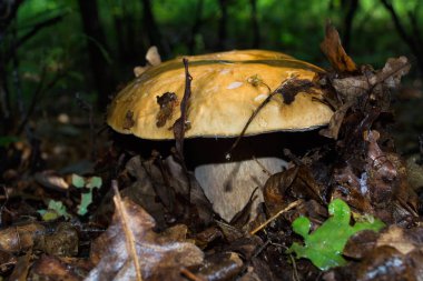 Boletus edulis karanlık ormanda. Orman yakın çekim karanlık bir arka plan üzerinde güzel boletus edulis. Yenilebilir lezzetli mantar, porcini, cep, porcini, kral boletus makro. Ormanda kahverengi şapkalı mantar.