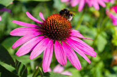 Çiçek Ekinezya purpurea üzerinde Bumblebee. Şifalı bitkilerin çiçek tarlaları. Böcek yakın çekim.