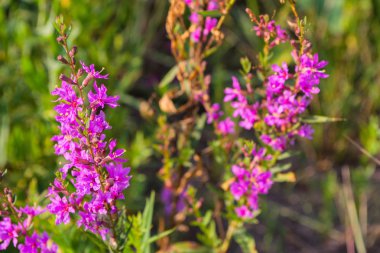 Mor çiçeklerle chamaenerion angustifolium. Ateş suyu bitkisi, tıbbi çay. Chamaenerion angustifolium mor çiçekler. Chamaenerion yakın çekim.
