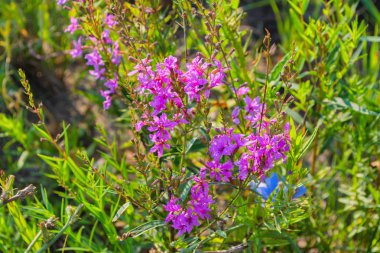 Mor çiçeklerle chamaenerion angustifolium. Ateş suyu bitkisi, tıbbi çay. Chamaenerion angustifolium mor çiçekler. Chamaenerion yakın çekim.