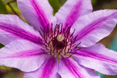 Mor-beyaz çizgili Clematis bahçede çiçek açıyor. Çiçekler kapanır. Seçici odaklama.