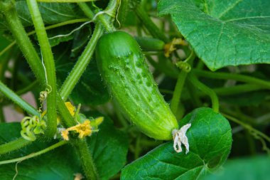 Sebze bahçesinde salatalık (salatalık satisi). Cucurbitaceae familyasından yıllık bir bitki olan Cucurbitaceae sativus, sebze mahsulü. Sarı çiçek ve yeşil salatalık. Sebze bahçesinde salatalık yakın..