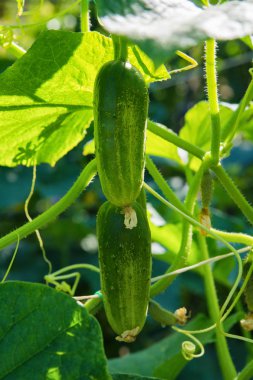 Sebze bahçesinde salatalık (salatalık satisi). Cucurbitaceae familyasından yıllık bir bitki olan Cucurbitaceae sativus, sebze mahsulü. Sarı çiçek ve yeşil salatalık. Sebze bahçesinde salatalık yakın..