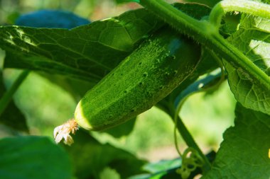 Sebze bahçesinde salatalık (salatalık satisi). Cucurbitaceae familyasından yıllık bir bitki olan Cucurbitaceae sativus, sebze mahsulü. Sarı çiçek ve yeşil salatalık. Sebze bahçesinde salatalık yakın..