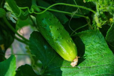 Sebze bahçesinde salatalık (salatalık satisi). Cucurbitaceae familyasından yıllık bir bitki olan Cucurbitaceae sativus, sebze mahsulü. Sarı çiçek ve yeşil salatalık. Sebze bahçesinde salatalık yakın..