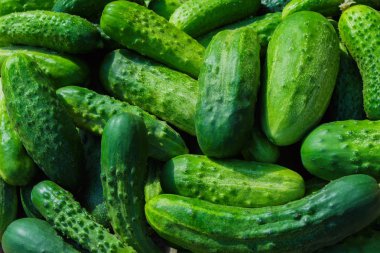 Yeşil salatalık arka plan. Salatalık latince adı - Cucumis sativus. Pazarda taze salatalık. Eşit bir satır şeklinde taze salatalık ile güzel dekor. Zengin hasat Kavramı. Salatalık sativus.