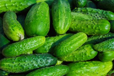 Yeşil salatalık arka plan. Salatalık latince adı - Cucumis sativus. Pazarda taze salatalık. Eşit bir satır şeklinde taze salatalık ile güzel dekor. Zengin hasat Kavramı. Salatalık sativus.