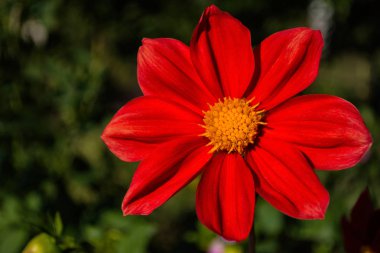 Çiçekler Dahlia 