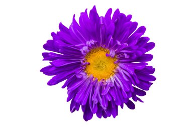 Çiçek Aster. Morlar Aster yakın. Aster çiçeği beyaz arka plan üzerinde izole. Seçici odak. Yumuşak odaklama.