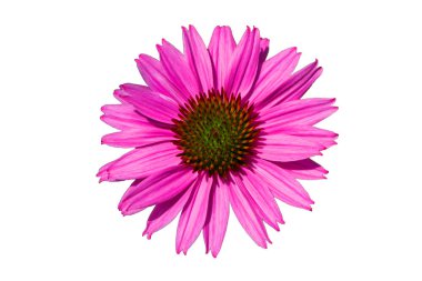 Çiçek Ekinezya. Ekinezya morları yakın. Ekinezya beyaz arka plan üzerinde izole. Seçici odak. Yumuşak odaklama.