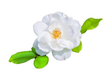 Çiçek Gül. Beyaz Gül yakın çekim. Beyaz arka planda izole edilmiş gül. Seçici odak. Yumuşak odaklama.