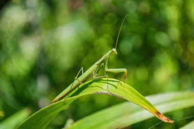Yeşil Mantis. Yeşil mantis bahçedeki bir çiçeğin yeşil yapraklarıüzerinde yer alır. Yeşil mantis yakın.