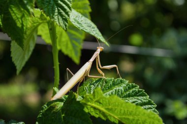 Işık Mantis. Işık mantis bahçede bir ahududu yeşil yaprakları üzerinde oturur. Işık mantis yakın.