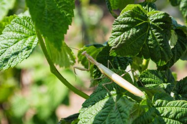 Işık Mantis. Işık mantis bahçede bir ahududu yeşil yaprakları üzerinde oturur. Işık mantis yakın.
