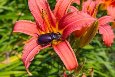 Gergedan Böceği. Böcek bir daylily çiçek oturur. Gergedan böceği yakın çekim.