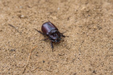 Gergedan Böceği. Kumda oturan böcek. Gergedan böceği yakın çekim.