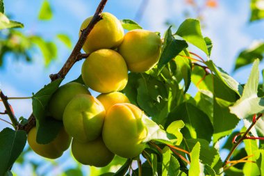 Kayısı. Genç Yeşil Kayısı. Kayısı ile kayısı ağacının dalı. Bir dalda kayısı.