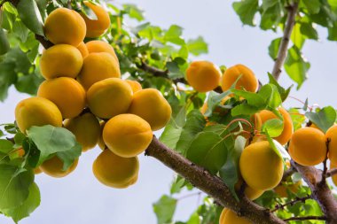 Kayısı. Olgun kayısı ile bir kayısı ağacının Dalı. Bir demet olgun kayısı güneş ışığında dal. Olgun kayısı bir dalda yetişir.