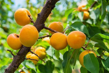 Kayısı. Olgun kayısı ile bir kayısı ağacının Dalı. Bir demet olgun kayısı güneş ışığında dal. Olgun kayısı bir dalda yetişir.