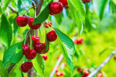 Ağaç dalında sallanan tatlı kirazlar. Ağaçtaki kırmızı kirazlar. Yeşil yaprakların ve mavi gökyüzünün arka planında, yaz bahçesindeki bir dalda, olgun kiraz meyveleri..