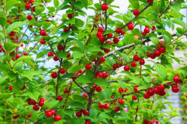 Prunus tomentosa. Kiraz ağacı dalına asılı. Ağaçta kırmızı kirazlar var. Yeşil yaprakları ve mavi gökyüzü arka planda bir yaz bahçesinde bir dal kiraz Kırmızı olgun meyveleri, yakın çekim.