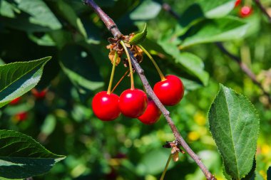 Ağaç dalına asılı kirazlar. Ağaçta kırmızı kirazlar var. Yeşil yaprakların arka planda bir yaz bahçesinde bir dal üzerinde kiraz Kırmızı olgun meyveleri, yakın çekim.