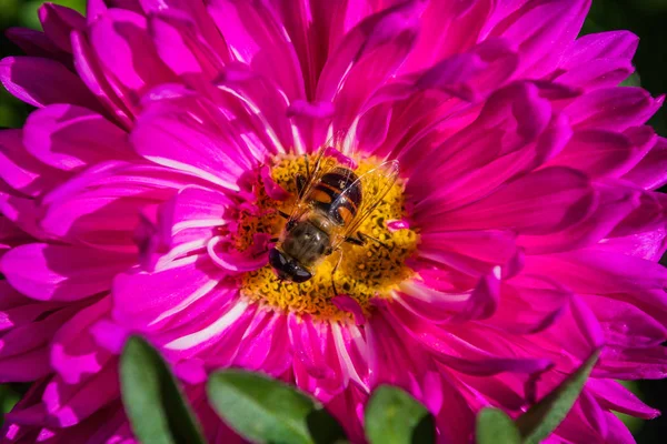 Abeja Sobre Púrpura Aster Poliniza Una Flor Jardín Macro Fotografía —  Fotos de Stock