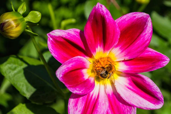 Bee Purpur Georgina Pollinerar Blomma Bee Närbild — Stockfoto