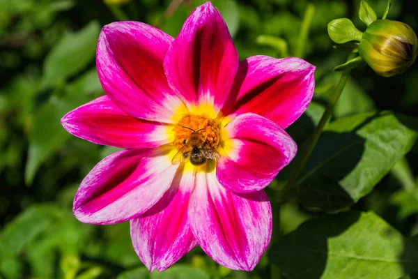 Bee Purples Georgina Pollinates Flower Bee Closeup — Stock Photo, Image