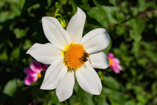 Bee White Georgina Pollinerar Blomma Bee Närbild — Stockfoto