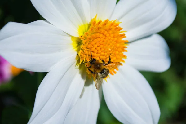 Bee White Georgina Pollinates Flower Bee Closeup — Stock Photo, Image