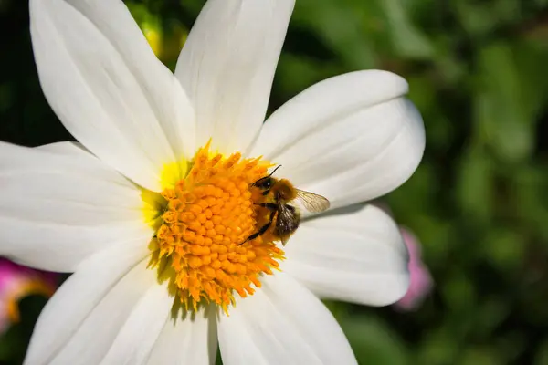 Abelha Georgina Branca Poliniza Uma Flor Fecho Das Abelhas — Fotografia de Stock