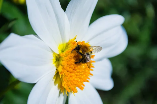 Bee White Georgina Pollinerar Blomma Bee Närbild — Stockfoto
