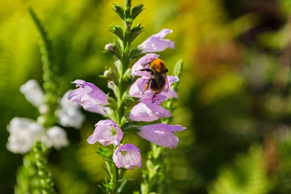 Bee Een Physostegia Virginiana Bestuit Een Bloem Macro Fotografie Van — Stockfoto