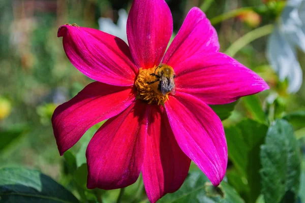 Пчела Фиолетовых Пчелах Джорджина Опыляет Цветок Крупный План — стоковое фото
