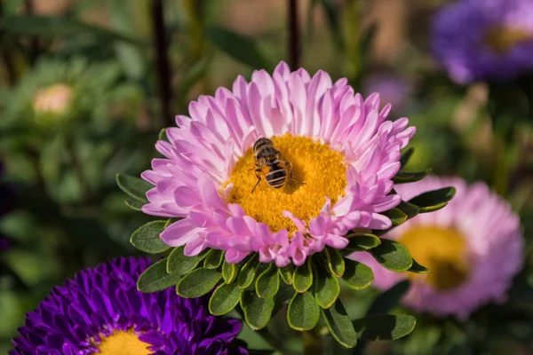 Bee on a pink Aster pollinates a flower.  Macro photography of flowers and insects. Bee closeup.