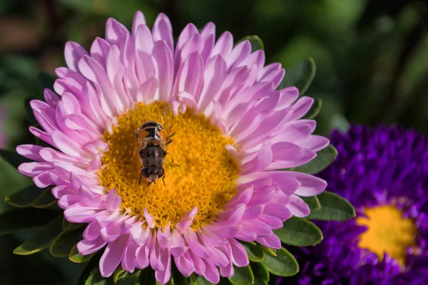 Abeille Sur Aster Rose Pollinise Une Fleur Macro Photographie Fleurs — Photo