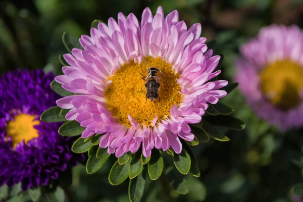 Biene Auf Einem Rosa Aster Bestäubt Eine Blume Makroaufnahmen Von — Stockfoto