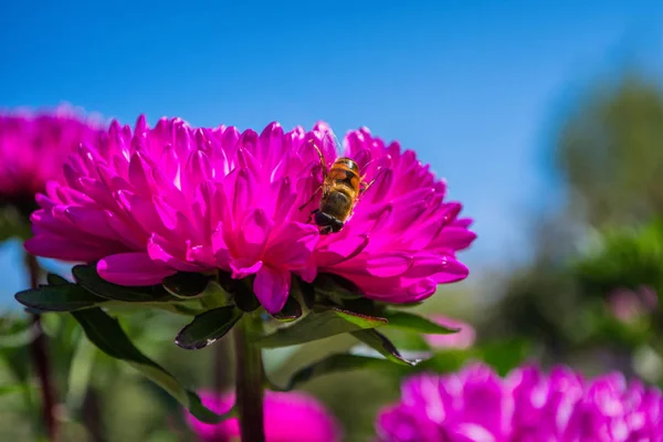 Abeille Sur Une Violette Aster Pollinise Une Fleur Dans Jardin — Photo