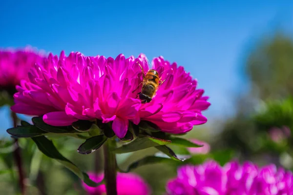 Abeja Sobre Púrpura Aster Poliniza Una Flor Jardín Contra Cielo —  Fotos de Stock