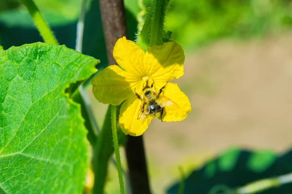 Une Abeille Est Assise Sur Une Fleur Jaune Gros Plan — Photo