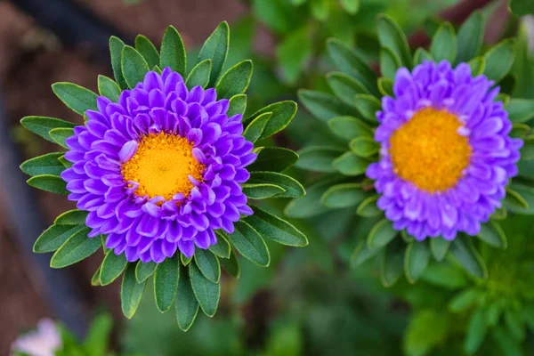 Asters flowers. Asters bloom in the garden. Flowers aster close up. Soft focus.