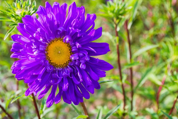 Asters flowers. Purples flower aster closeup. Soft focus. Copy space.