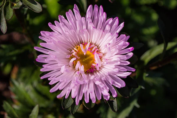 Asters Flowers Asters Bloom Garden Flowers Aster Close Soft Focus — Stock Photo, Image